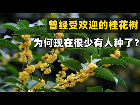 桂花風水位置